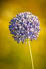 USA-Colorado-Fort Collins Blue allium flower Art Print